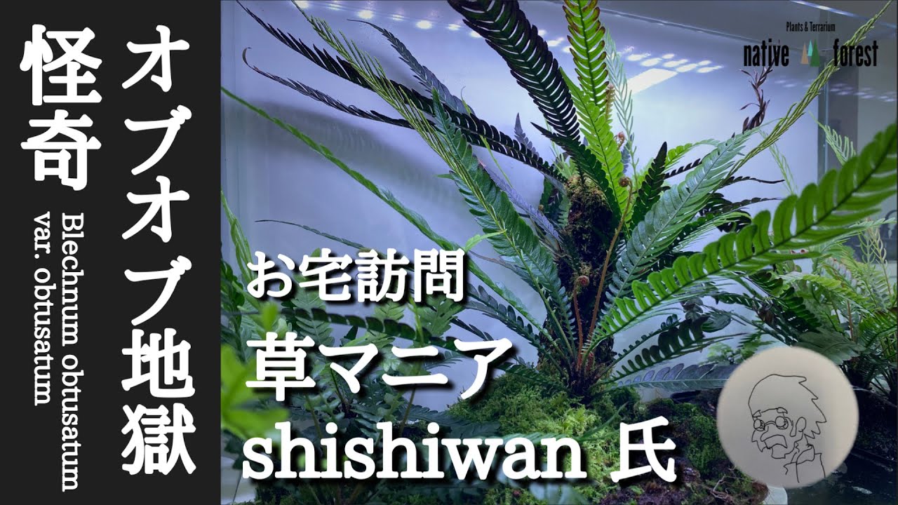 【お宅訪問】草マニアの極上ブレクナムを目の当たりにして息を呑む