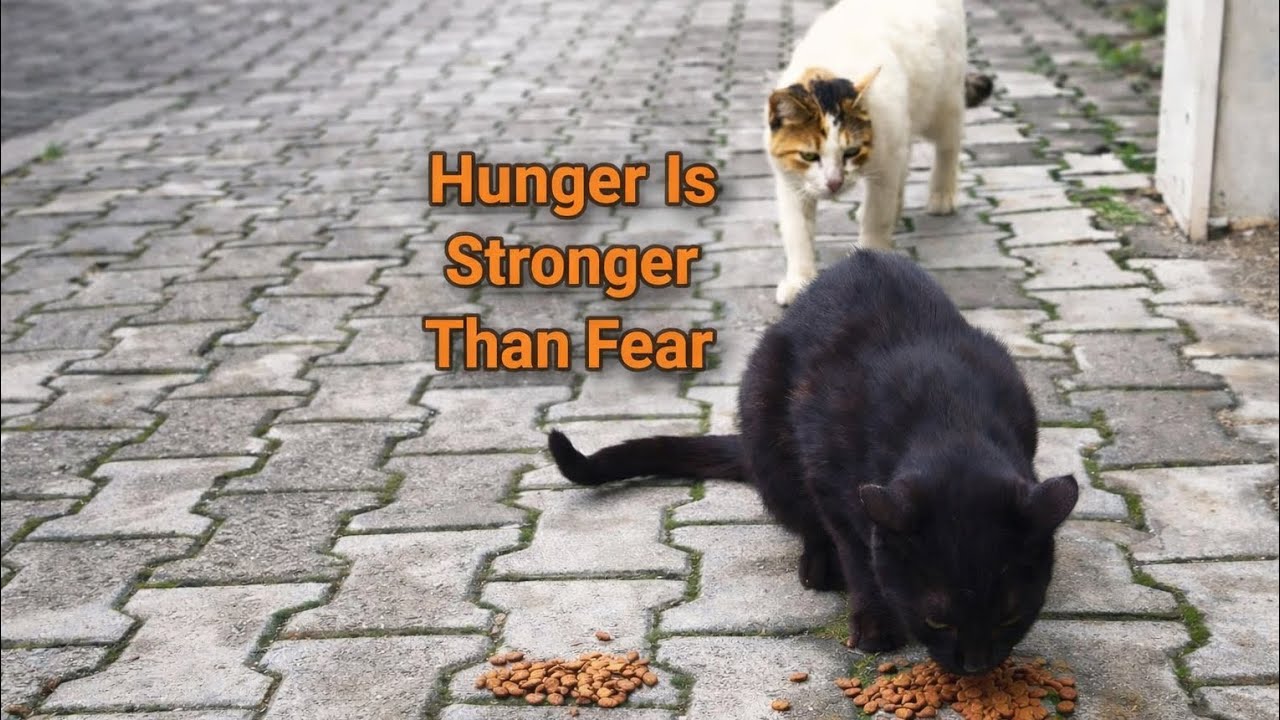 Even a Little Fear Can’t Stop Hunger 🐾🖤🤍