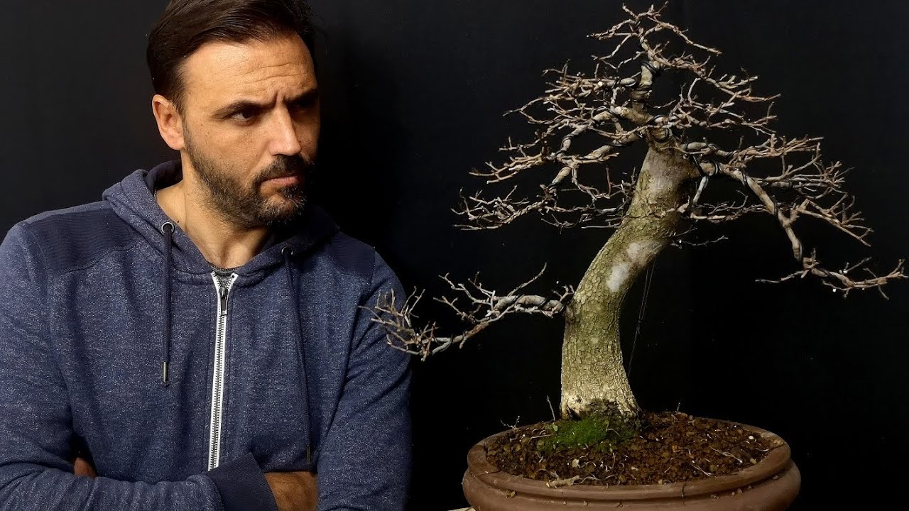Olmo minor.... ¿Es un error diseñarlo como las coníferas? 🤔