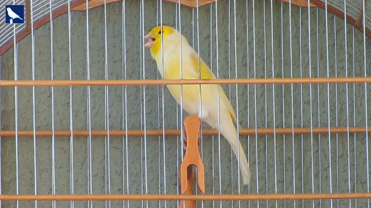 Canário Belga AMARELO MOSAICO Soltando o Canto !