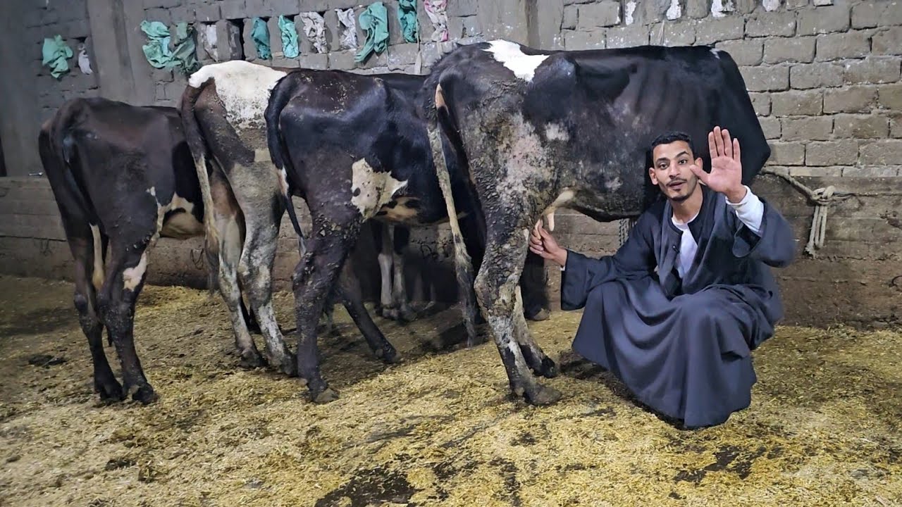 وداعا للغلاء مفاجأة رمضان  عجلات 🐄 لحم بنص الثمن وعشر  سلالات هولشتاين بسعر من 36 الف
