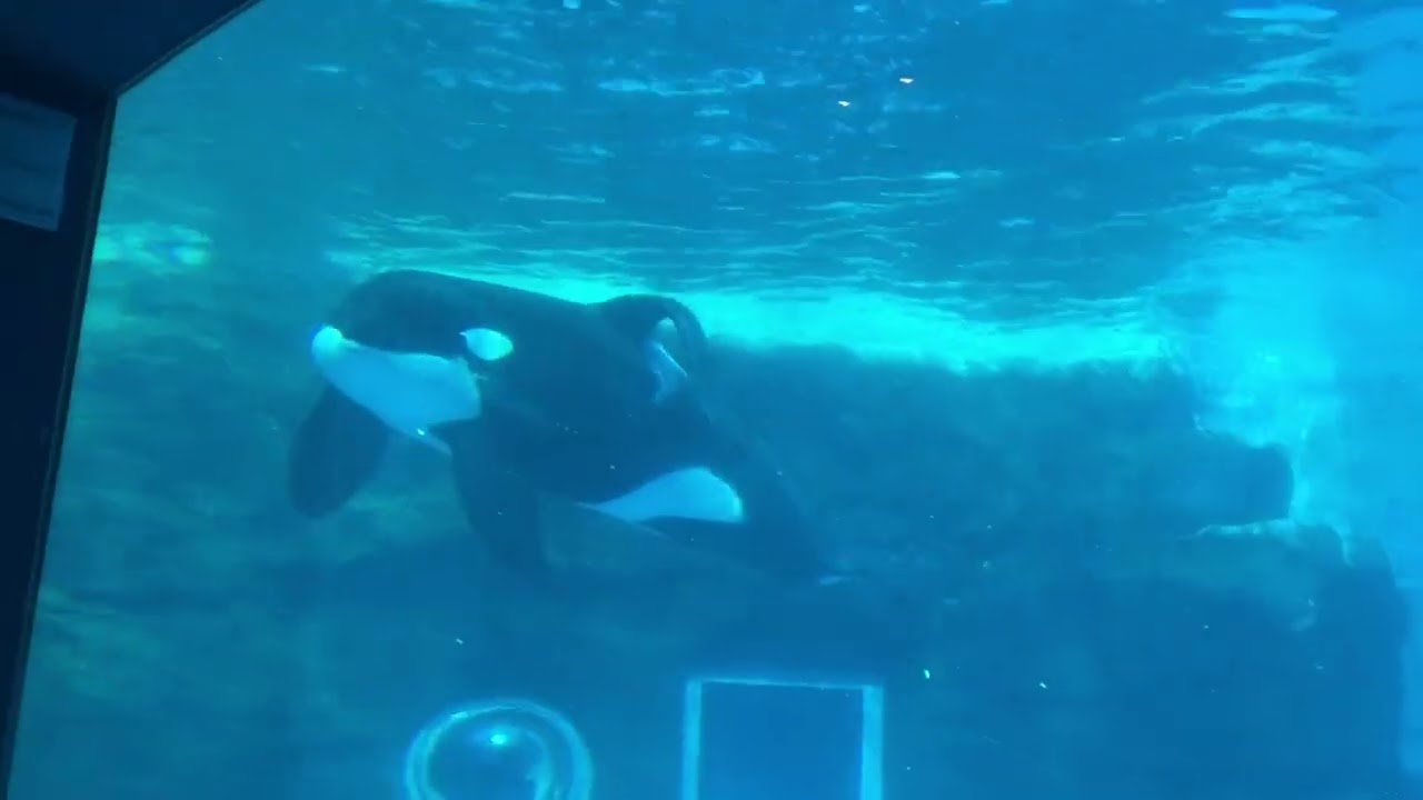 名古屋港水族館 北館　シャチ　まったり泳ぐもステラさんとリンちゃんを気にするアース君　　Orca “Earth” at Port of Nagoya Public Aquarium in Japan