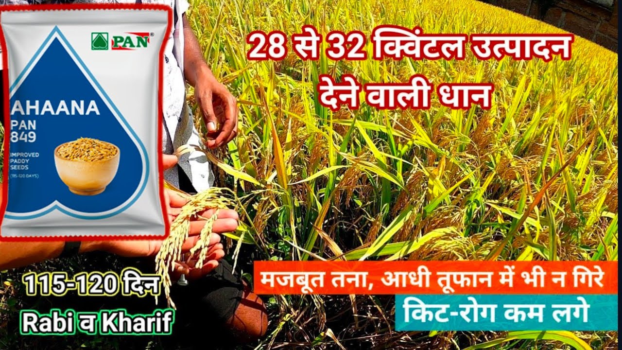 28 से 32 कु. उत्पादन देने वाली धान। न गिरे कीट फंगस कम लगे।Pan 849Ahana। रबी, खरीफ़ दोनो के लिए।