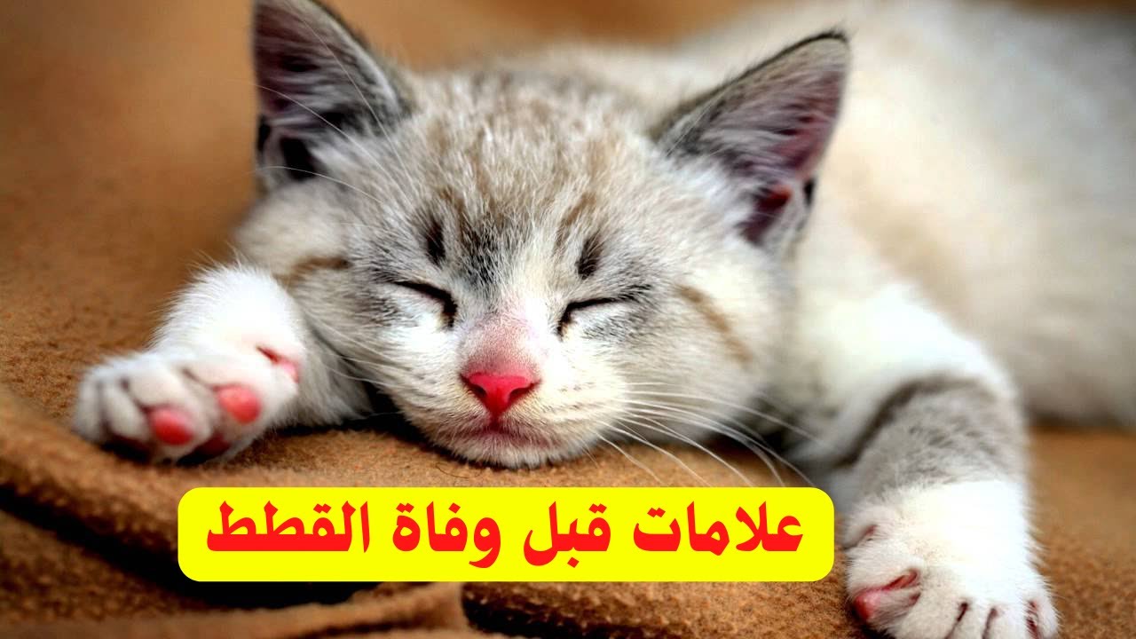أعراض قبل موت القطط 😭💔