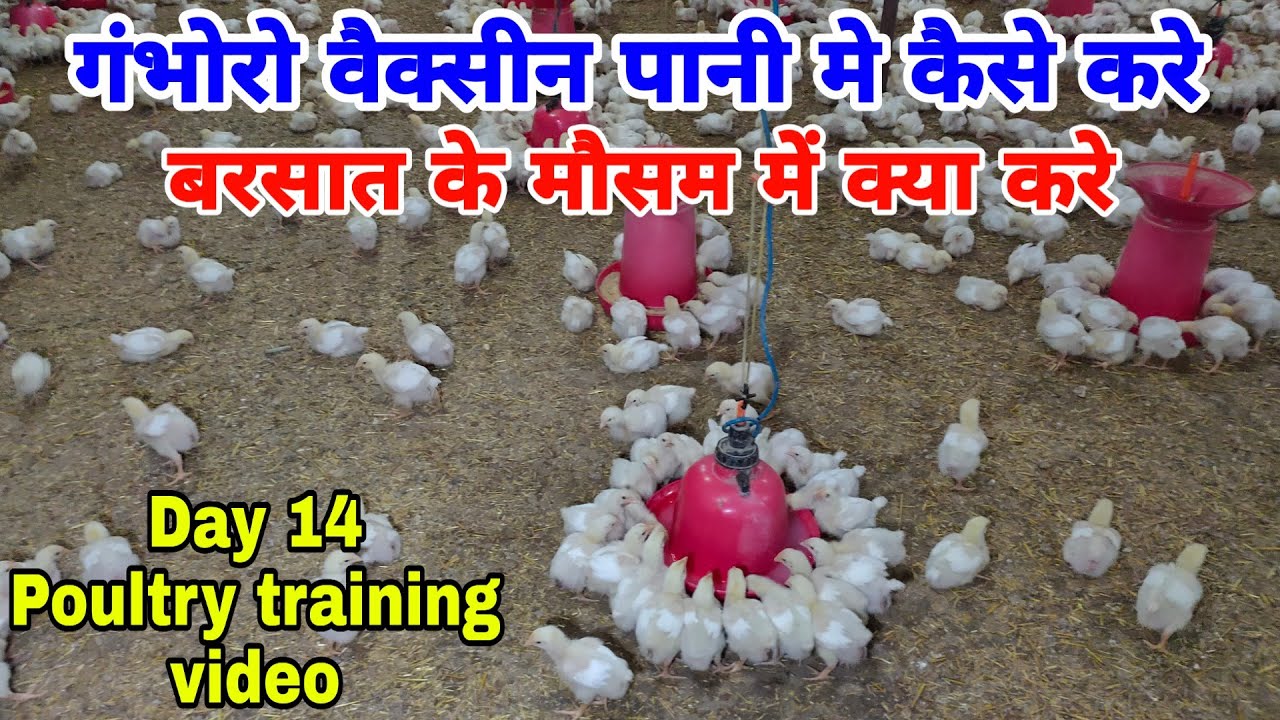 ट्रेंनिग व्हिडिओ दिन 14 गमभोरो वैक्सीन पानी मे कैसे करे बरसात के मौसम में | poultry training