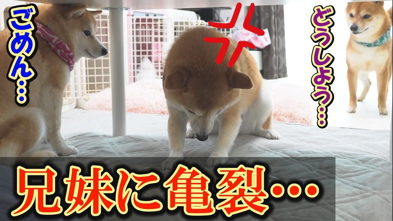 【神回】見たことがないくらい怒り狂う兄柴犬・・・しかし、徐々にお笑い路線に・・・