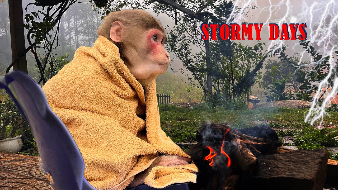 How Max the monkey survived alone in the forest during stormy days?
