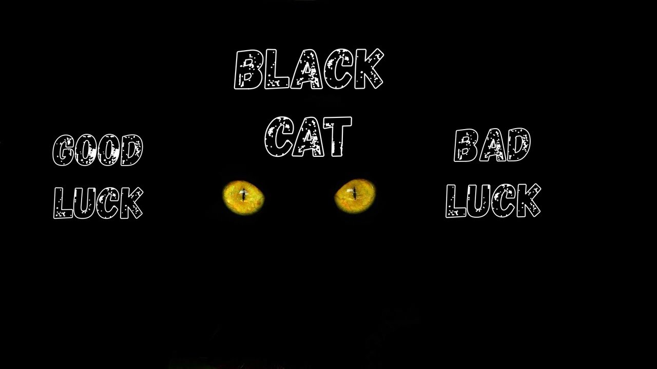 Black Cat The Most Common  Superstition II When A Color Became A Curse To An Animal