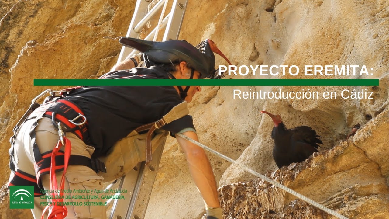 PROYECTO EREMITA Reintroducción en Cádiz