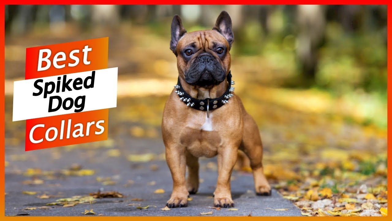 5 Best Spiked Dog Collars 2024 - Best Spiked Dog Collars on Amazon