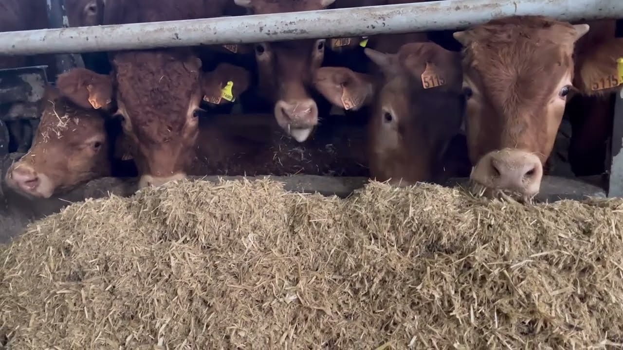 Compound feed preparation with StortiDS90Unifeed.How bulls are fed daily with the StortiDS90 Unifeed