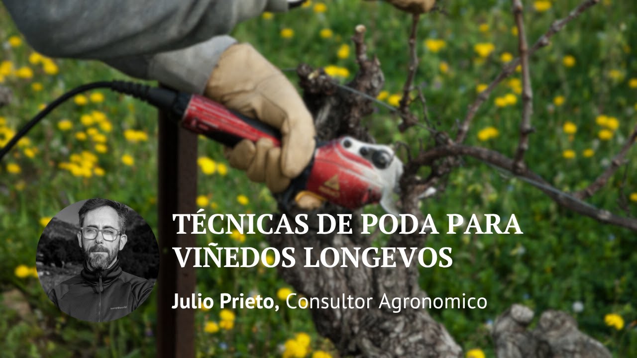 Sistematización de la poda moderna: técnicas del siglo XXI para viñedos productivos y longevos
