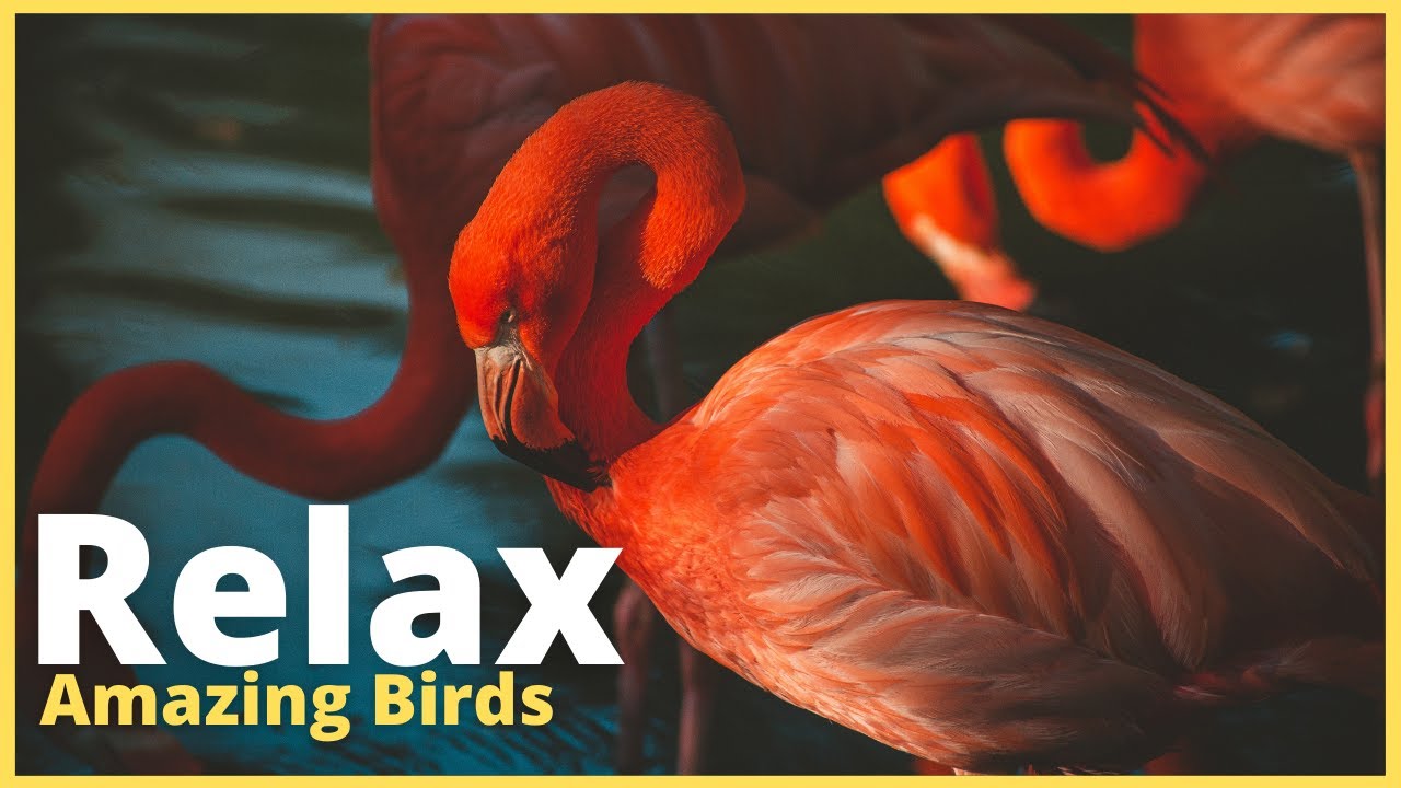 🦢 Música Relaxante Pássaros🦩Relaxing Piano Music Birds 🦢