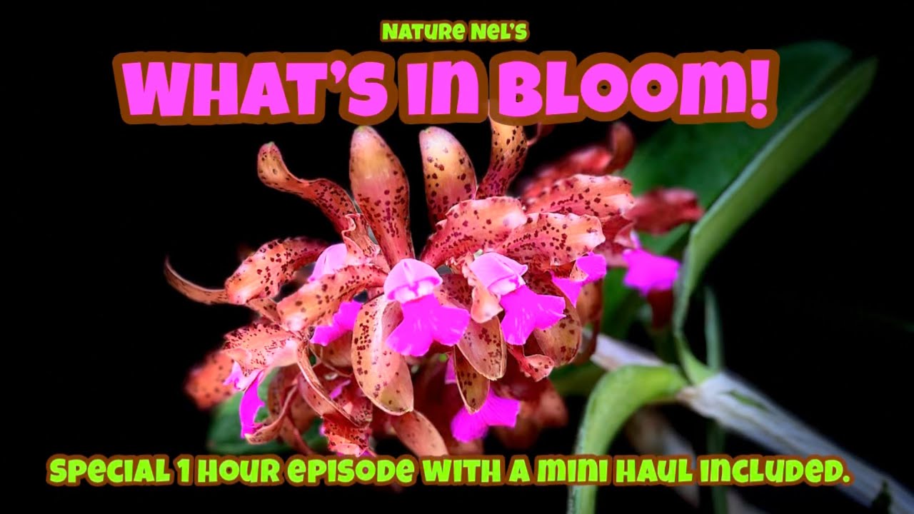 Spectacular orchids in bloom plus a mini haul 2 for 1 episode. Educational,fun, and visually amazing