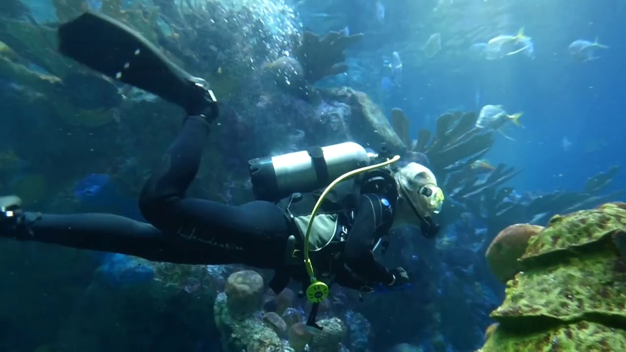 Karen dives in New England Aquarium - May 2018