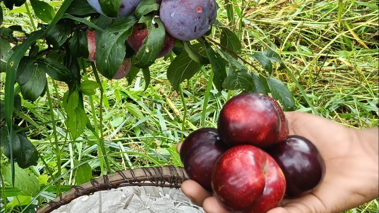 Angeleno Plum !! August 2024 #plum   #plumfruit #farming