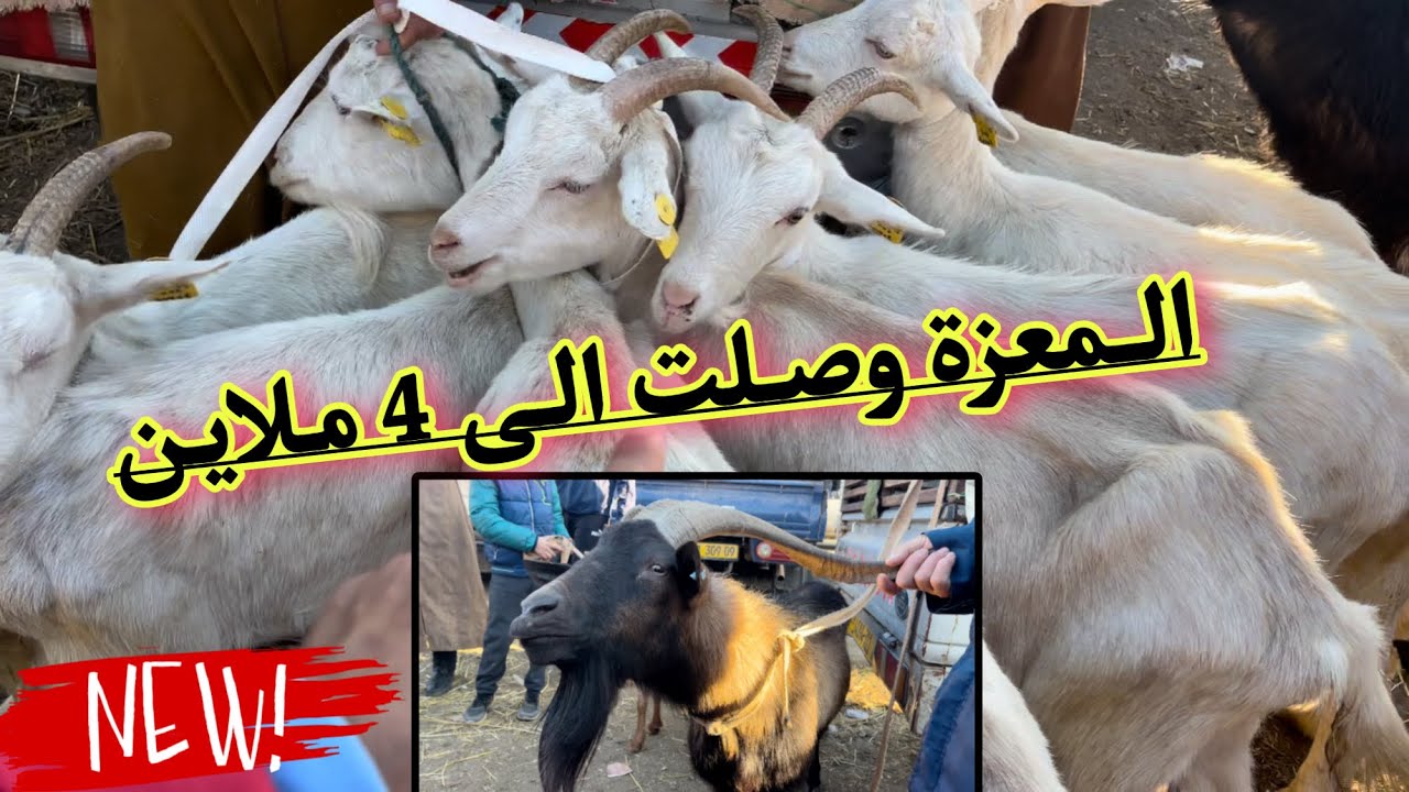 إرتفاع أسعار الماعز الولود والحلوب قبل موسم الربيع و الجفاف يهدد لضرب أسعار الماعز/ سوق الأربعاء ♥️