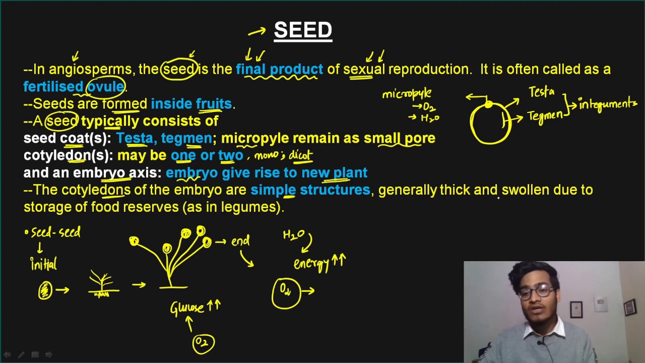 L30: Development, structure and types of Seeds by Vipin Sharma