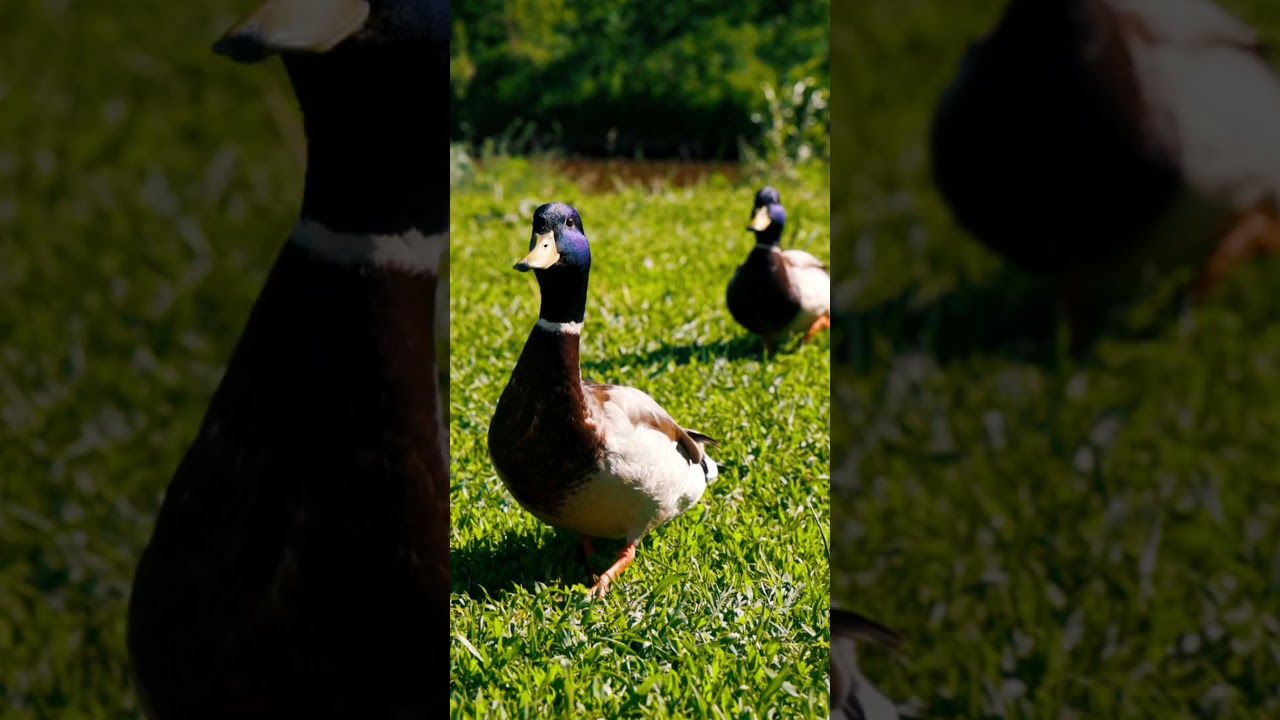 cute duck walk movement