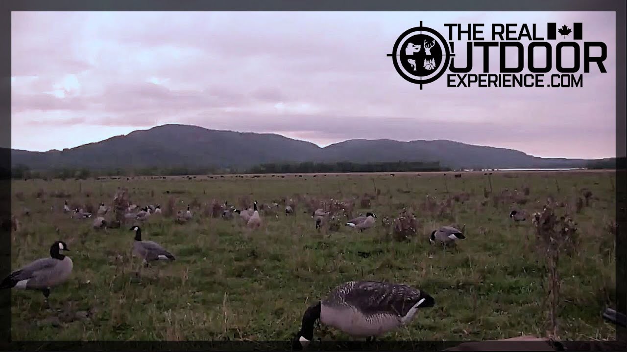 Setup Tips for Goose Hunting - Ep. 7