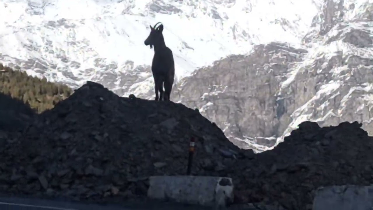 An ibex (plural ibex, ibexes or ibices) is any of several species of wild Goat.