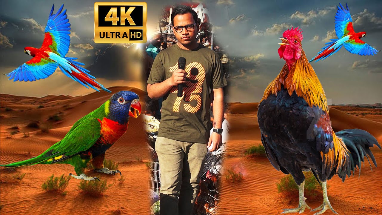 Saddar Exotic and Unique Birds Parrots Hen and Rooster Market 2023 | Macaw Parrots Duck, Peacock