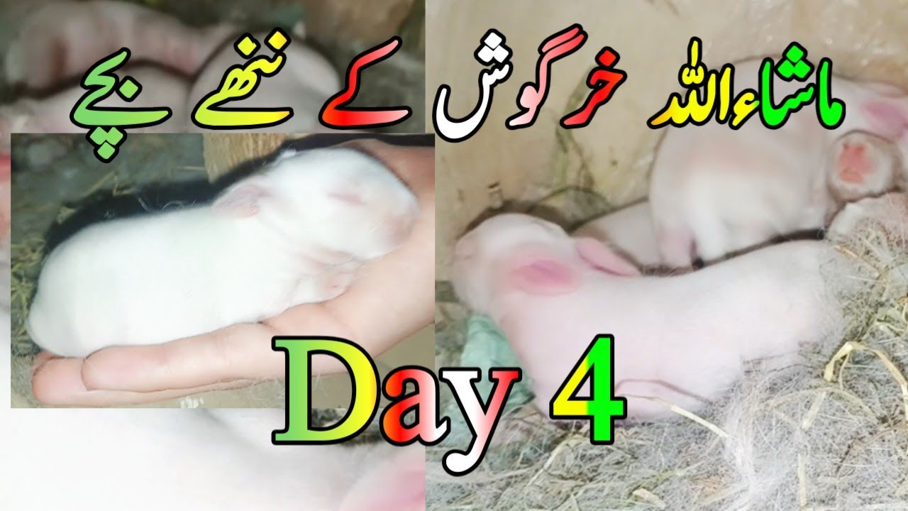 خرگوش کے ننھے بچوں کا چوتھا دن | اتنے پیارے Baby Rabbits پہلے کبھی نہیں دیکھے ہوں گے
