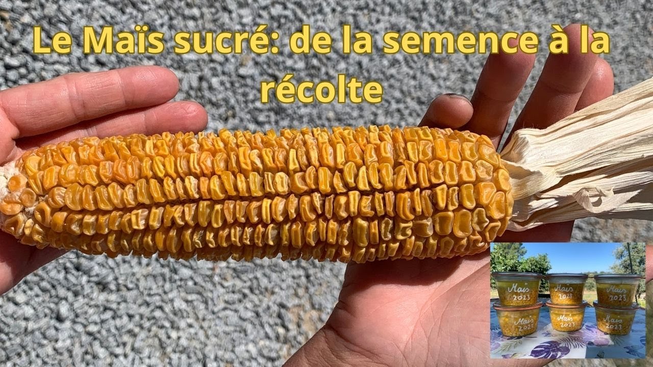 Maïs sucré: de la semence à la récolte