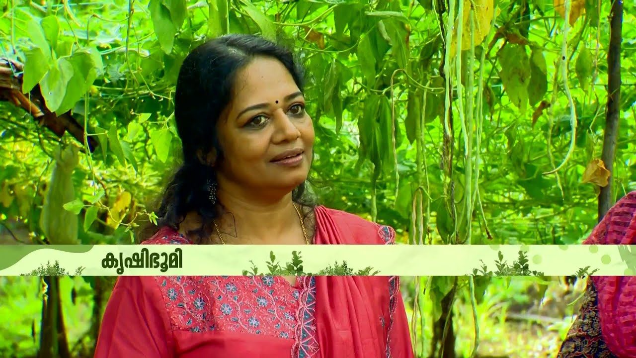 ''ചന്ദ്രിക കൃഷി ചെയ്യുന്നത് നല്ല പ്ലാനിങ്ങോടെയാണ്'' | Vegetable Cultivation | Krishibhoomi