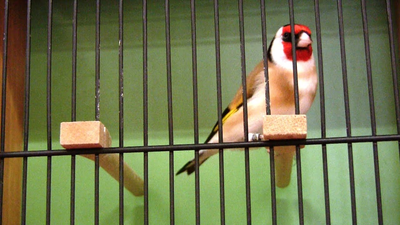 DKB Schau 2013. Guardare gli uccelli. Observer les oiseaux. Bird watch.