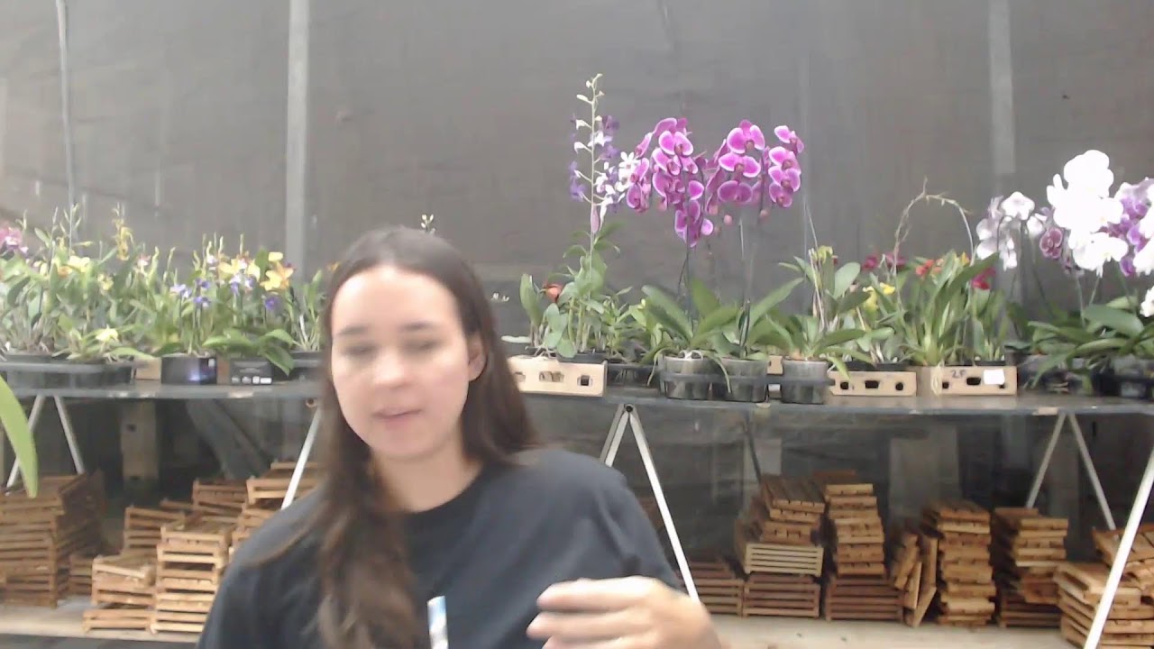 LIVE DE VENDAS DE ORQUIDEAS