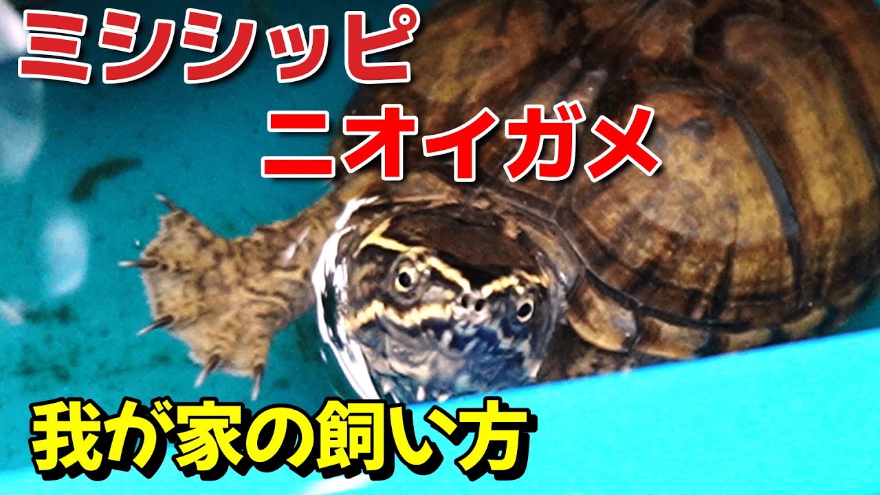 ミシシッピニオイガメ【我が家の飼い方】