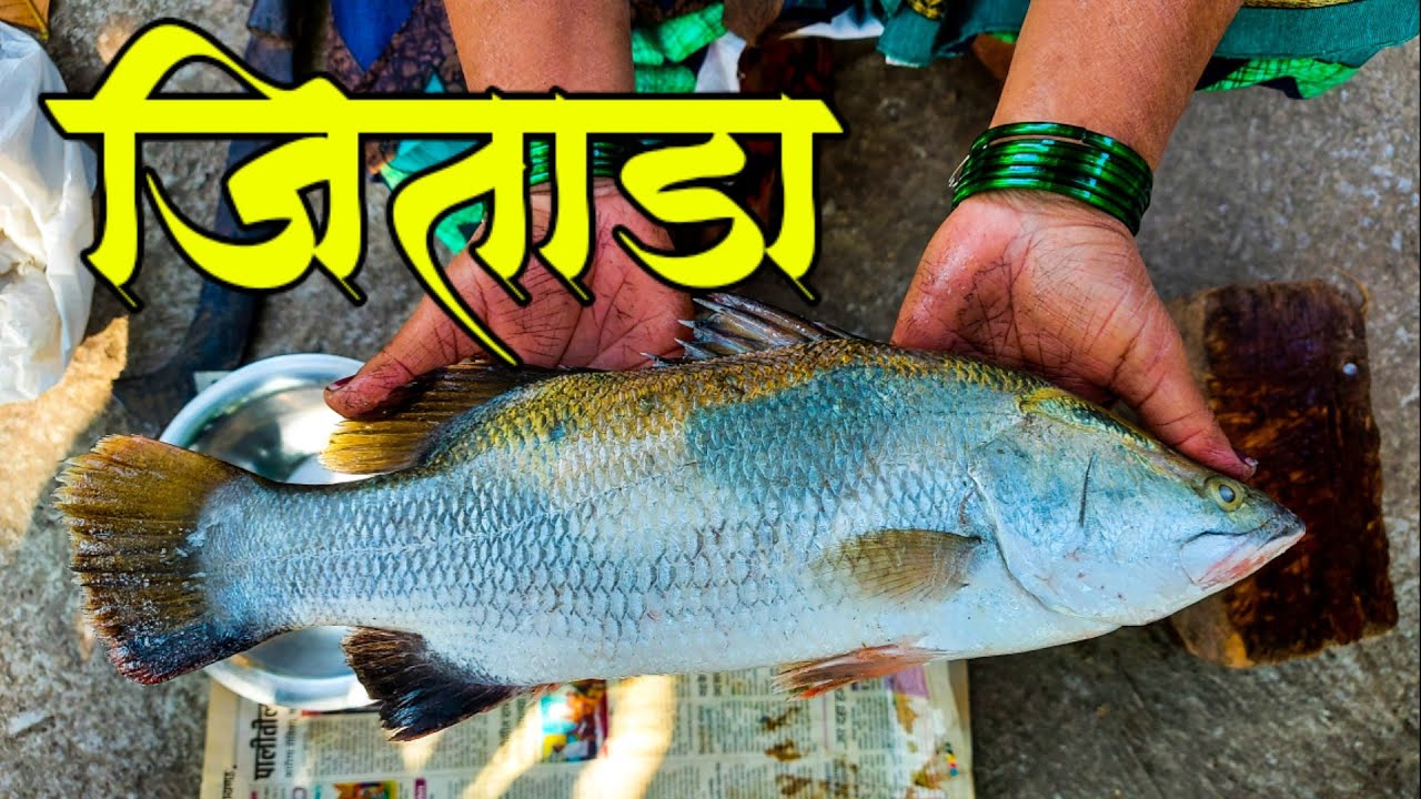 जिताडा मासा कापताना ची मज्जा 😂😂 | Asian Sea Bass | jitada | Fish cutting | how to cut Asian Sea Bass