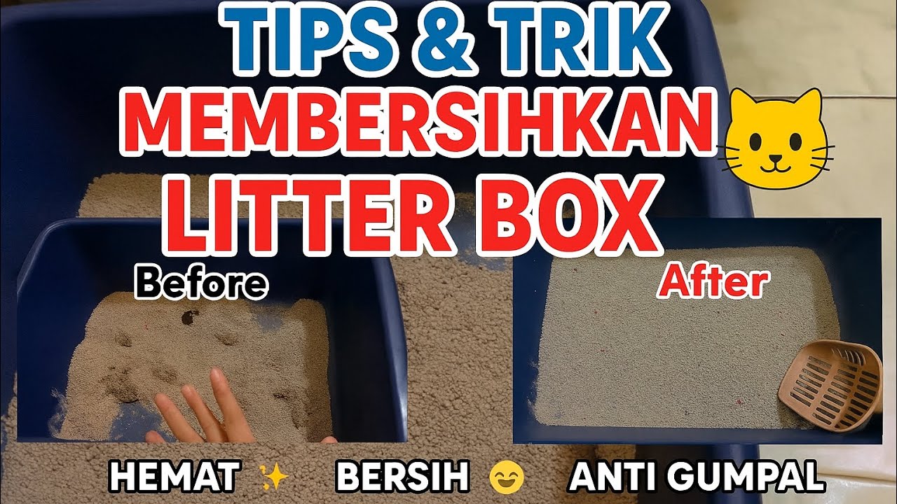 Rahasia Litter Box Selalu Bersih & Hemat Pasir! 😻✨ (Tips & Trik Wajib Cat Lovers)