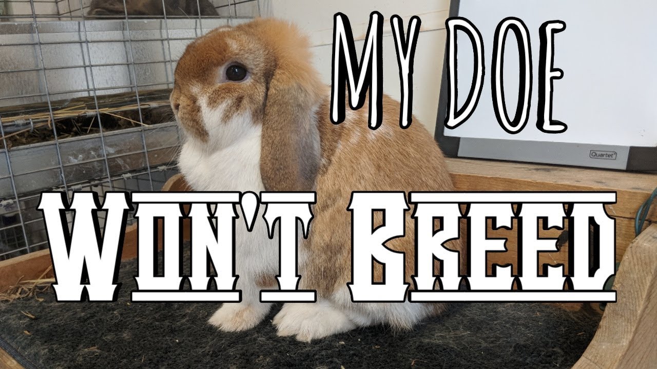 Tips to Get your Rabbit to Breed! || Holland Lop Rabbitry || Why Doesn't my Doe Want to Breed?!