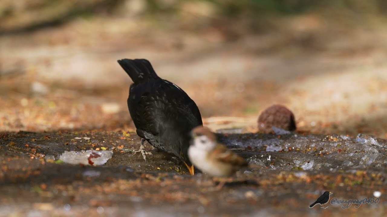 烏鶇 Chinese Blackbird #birds #birdingparadise #wildlife #nature #4k #birdphotography #birdwatching