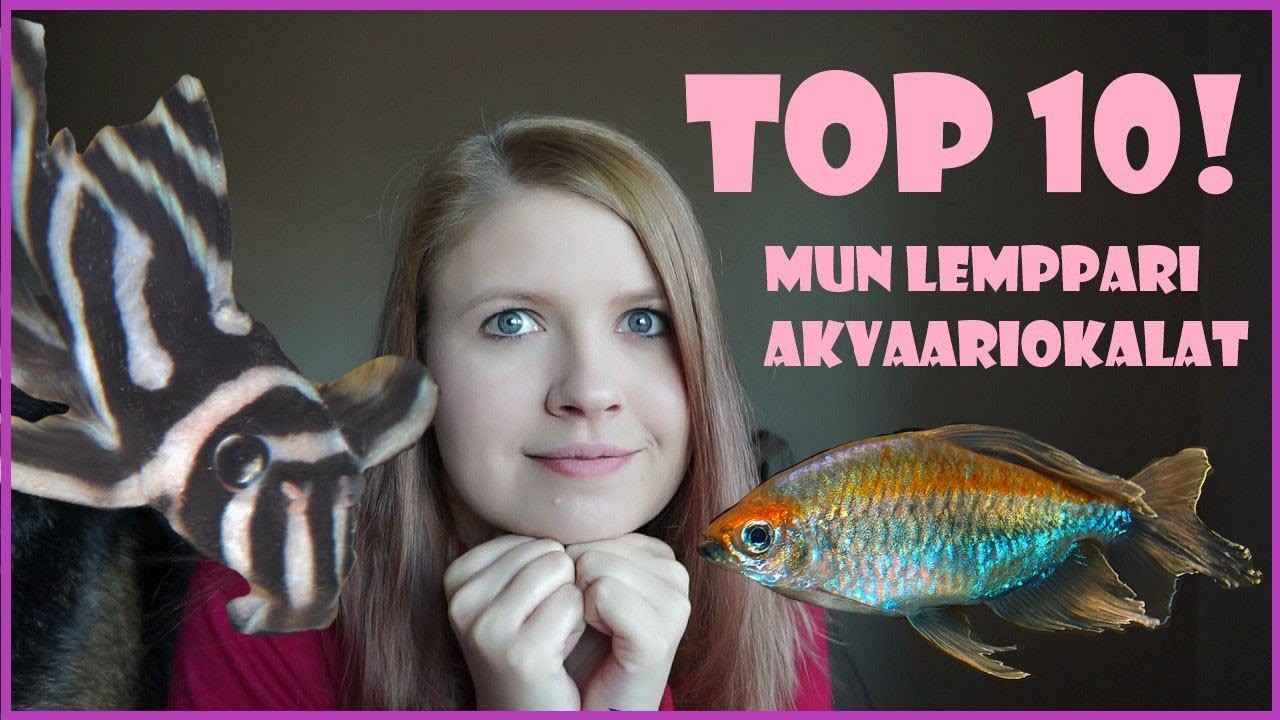 AKVAARIOKALA TOP 10!! - Mun lemppari lajit!