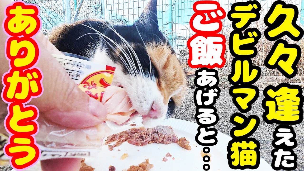 秘境で生きるたくさんの猫たちにご飯をあげると・・・ さくらねこたちへのエサやり【視聴だけでも猫を助けることになります】支援者様 視聴者様 猫たちに神のご加護を！野良猫 感動猫動画