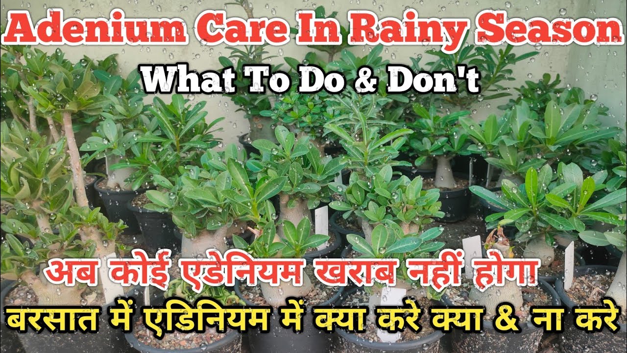 Adenium Care In Rainy Season - What to Do & Don't / Adenium Care #adeniumcare @dressygarden