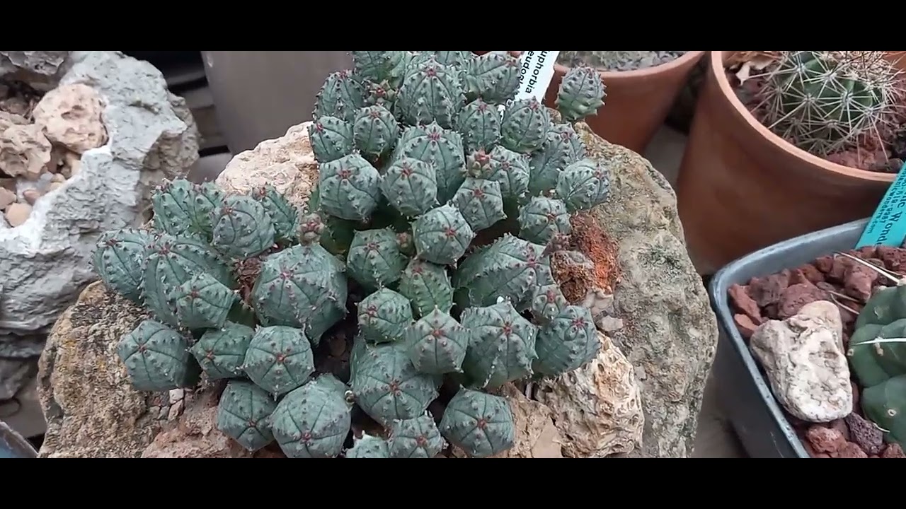 Rock & Roll Stage Staring Euphorbia psudoglobosa 