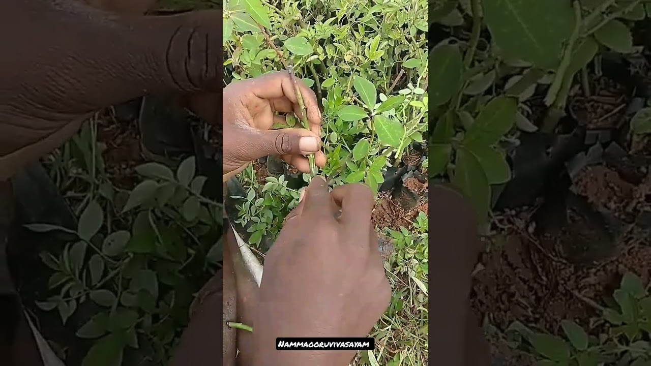 ஒட்டு போடுவது எப்படி?How to graft #shorts #grafting #agriculture #plants #vegetables #rose  #youtube