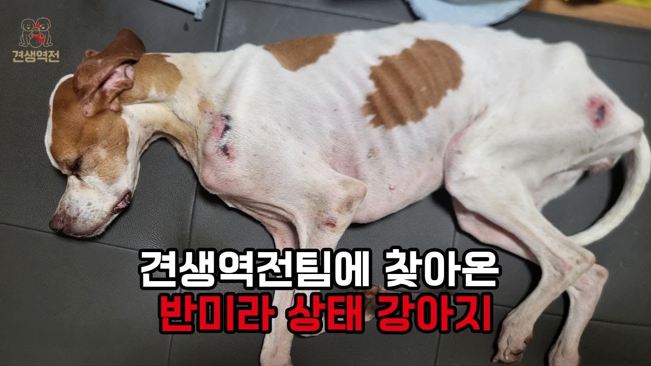 반 미라 상태의 강아지가 견생역전팀에 찾아왔습니다.
