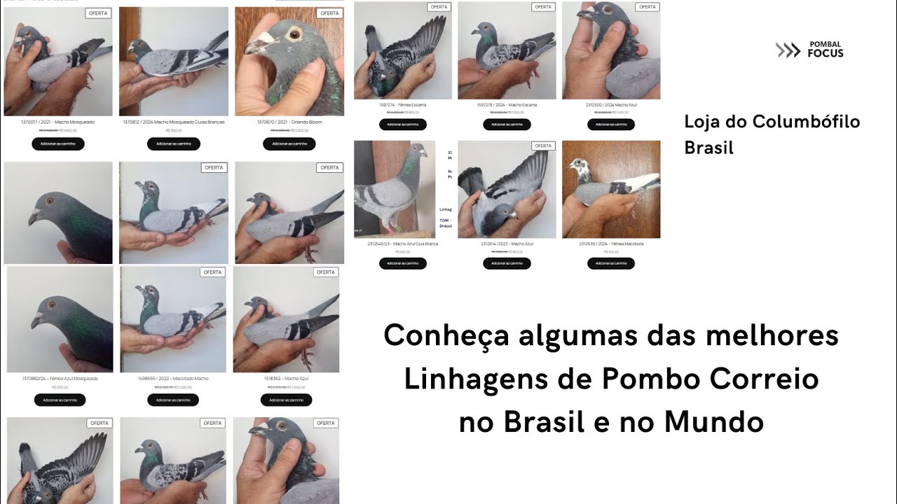 Loja do Columbófilo 01 - Conheça a Loja do Columbófilo