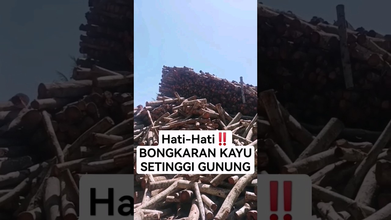 mesin potong kayu lapis tercepat 