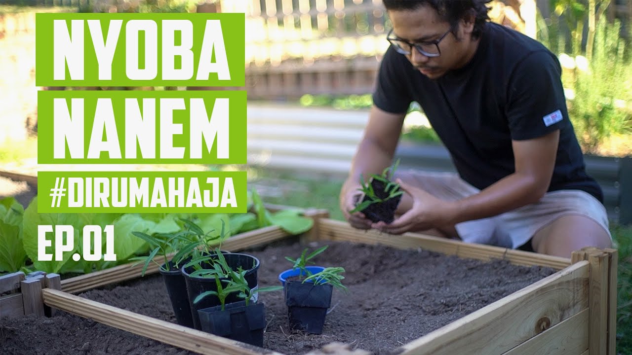 #Dirumahaja Belajar Nanem Sayur Mayur Gara-Gara Kopid - Berkebun Ep.01