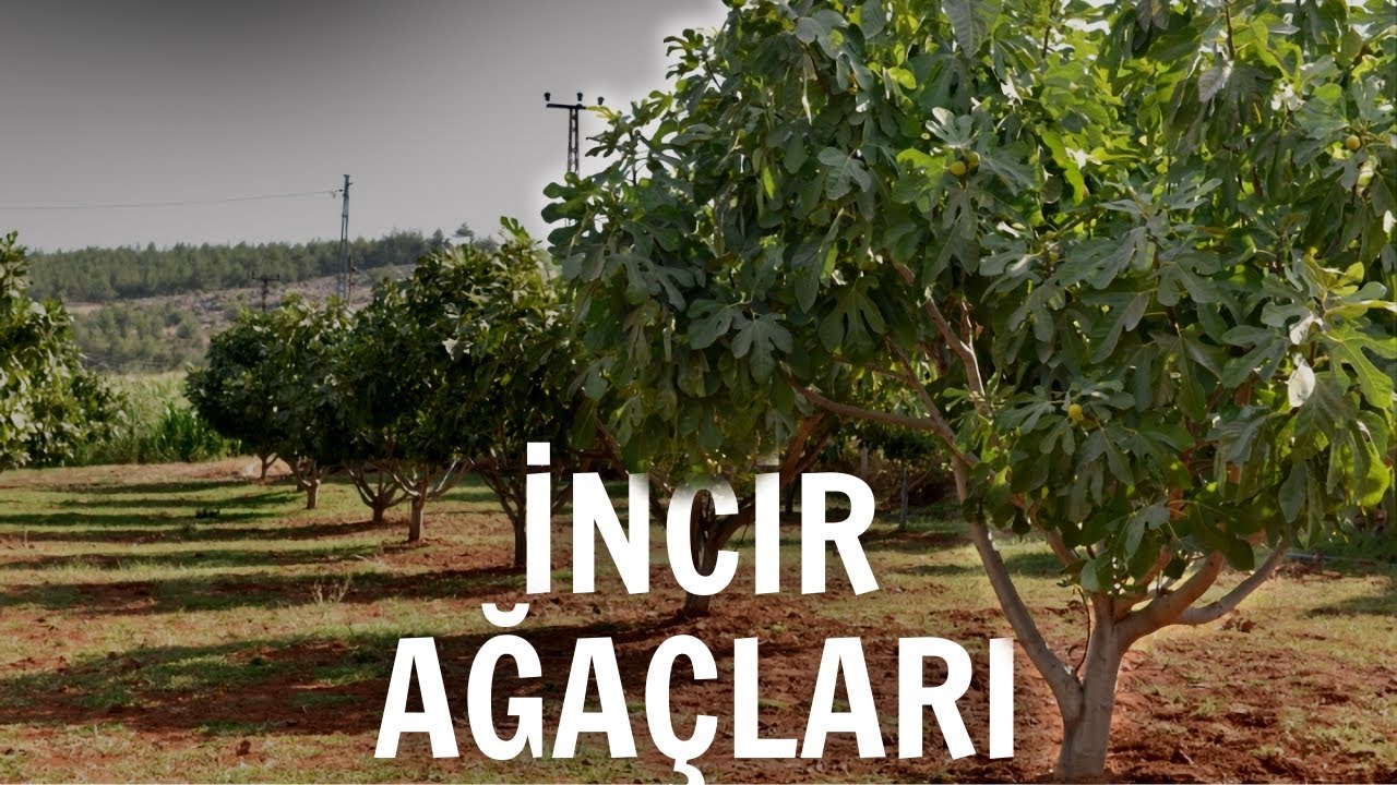 İncir Ağacının Altında Birini Görürseniz Yolunuza Devam Edin | Cin Hikayeleri | Korku Hikayeleri