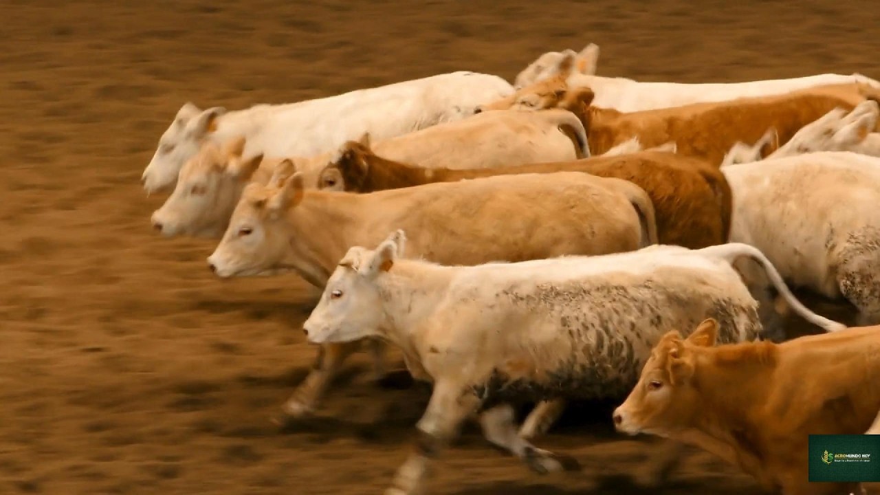 Cómo ser GANADERO con CERO hectáreas de tierra. (la verdad que nadie te dice) 🐄🔥#viral  #ganadera