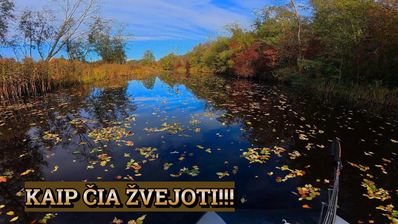 Čia neįmanoma žvejoti,visa upė padengta nukritusiais lapais. Lydekų žvejyba mažoje upėje.
