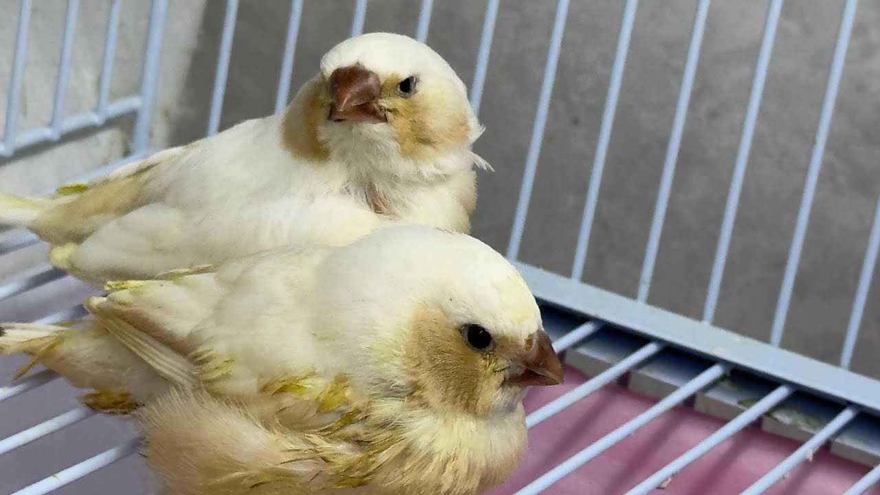 Zebra finch birds babies jumped out of nest box | Finch babies | CFW finch mutations