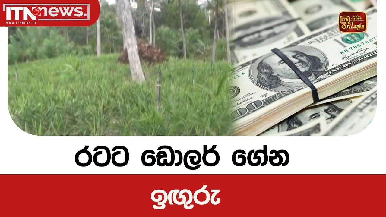 රටට ඩොලර් ගේන ඉඟුරු